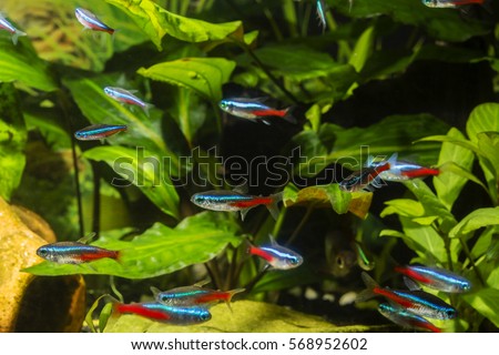 Neon tetra in aquarium plant in the background. Royalty-Free Stock Photo #568952602