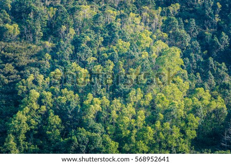 forest in mountan, asia