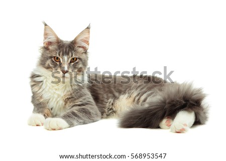 Kitten of Maine coon lying on white background