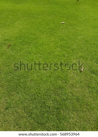 Fresh green grass field texture background