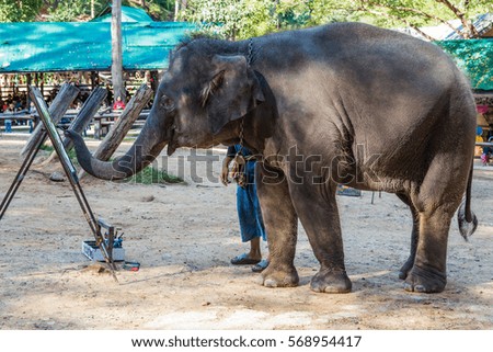 Elephant drawing picture in Chaingmai, Thailand