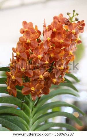 Beautiful color orchids, selective focus for background. Beautiful of brown vanda. Free space for text.
