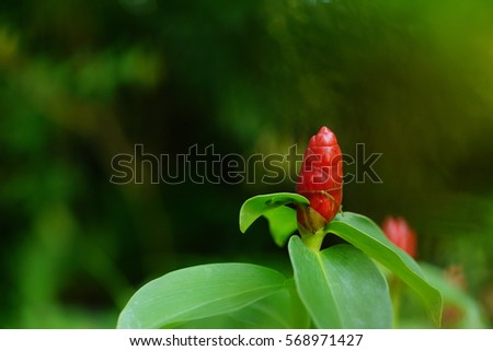 Closeup of Indian Head Ginger flowers,Costus Speciosus