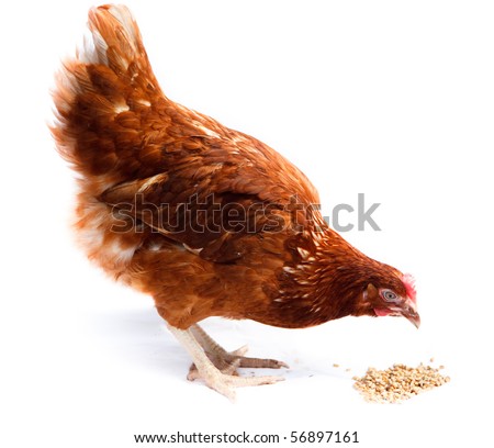Hen  stand in studio against a white background. Royalty-Free Stock Photo #56897161