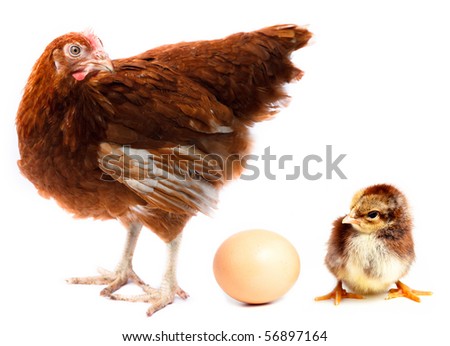 Hen, chick and egg in studio against a white background. Royalty-Free Stock Photo #56897164