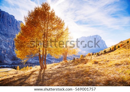 Bright yellow larches glowing in the sunlight. Picturesque and gorgeous scene. Popular tourist attraction. Location place Dolomiti Alps, Cortina d'Ampezzo, Passo Gardena, Italy, Europe. Beauty world.