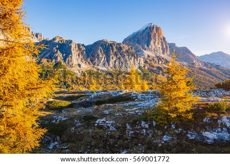 Bright yellow larches glowing in the sunlight. Picturesque and gorgeous scene. Popular tourist attraction. Location place Dolomiti Alps, Cortina d'Ampezzo, Falzarego pass, Italy, Europe. Beauty world.
