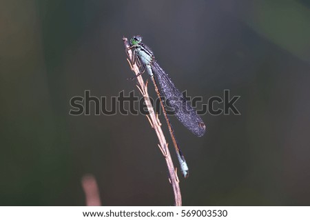Dragonfly summer grass flowers