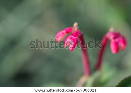 macro detail of a group of little pink tropical flowers
