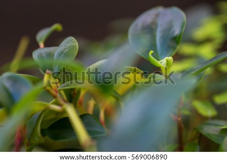 macro detail of green blossom leaf
