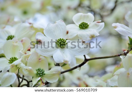 Flowering Dogwood or Cornus florida (Hanamizuki in japanese)  Royalty-Free Stock Photo #569010709