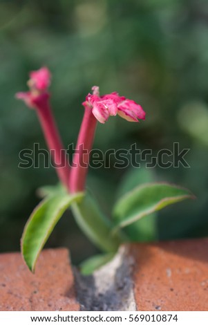 macro detail of pink tropical flower (monadenium coccineum)
