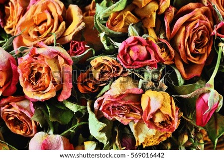 Dried roses buds on rustic surface background