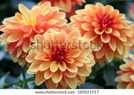 Dahlia flower are colorful and orange .
