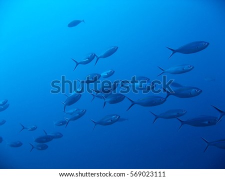 school of fish underwater Royalty-Free Stock Photo #569023111