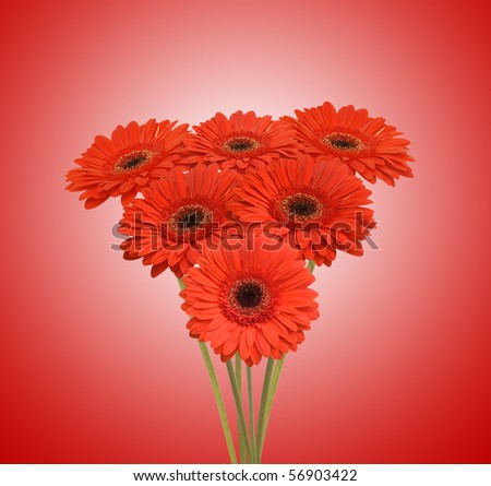 bouquet of red flowers (african daisy)