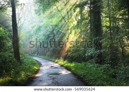 Forest road in a green foggy forest with sun rays in background. Osnabruck, Germany Royalty-Free Stock Photo #569035624