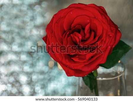 red rose in a vase on the background of silver bokeh