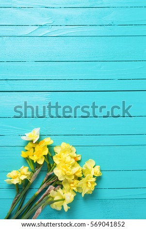 Bright yellow narcissus or daffodil flowers on aquamarine  wooden background. Selective focus. Place for text.