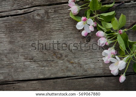 Beautiful background with Apple flowers lying on the side on a old brown wooden texture. Springtime. Web banner Wide Horizontal Image With Copy Space