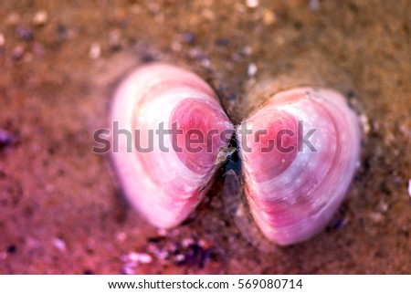 Lost and found. Macro shot of a beautiful pink and white opened seashell, lying in water in beach, in seashore, during romantic sunset above a sea horizon. Waves lapping on coast. Bubbles and rocks.