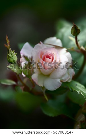 Pink rose in natural conditions. Mystical, gentle photo. Summer background. Flower Pattern