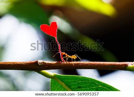 Fire ant carrying a paper heart shape