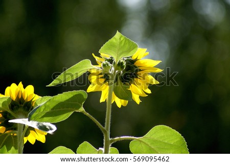 Closeup of two yellow blooming sunflowers (helianthus annuus) with spring green leaves, one in the middle of the picture, illuminated by summer sunshine in front of a dark green background - back view