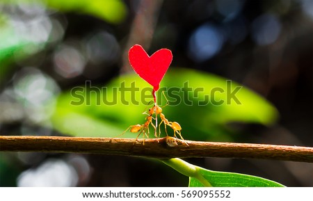 Two fire ants helping each other carry a paper heart shape