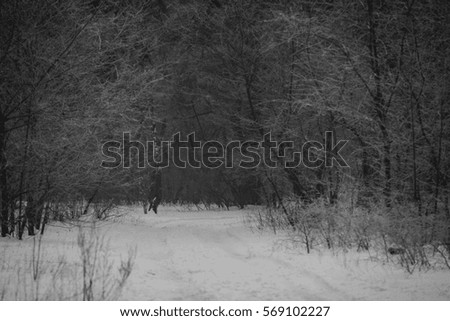 Morning frost in the forest, winter wood, foggy. Black and white photo