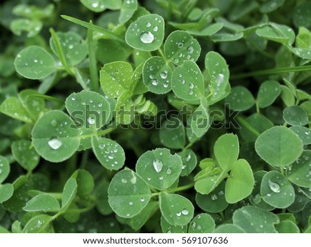 Clover with rain drops