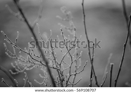 frozen branch, forest in winter. Black and white photo
