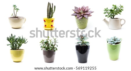 green plants in flower pots on white background
