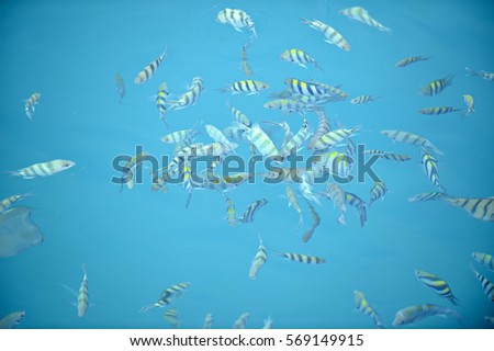 multicolored fishes swimming on the blue water surface of the tropical ocean