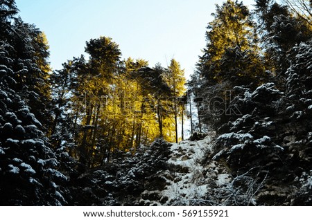 Mountain forest covered with snow in the sunny winter weather.