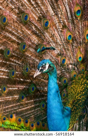 Colorful Peacock in Full Feather