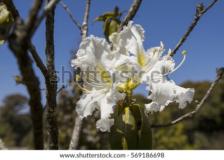 White rhododendron flower