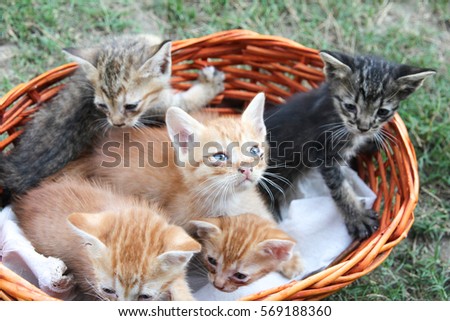 homeless cat in basket