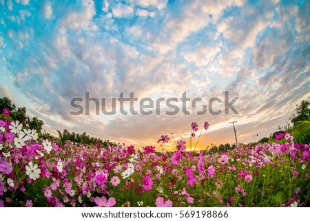 The cosmos flower and sunset.