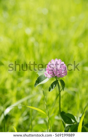 Flowering clover (Trifolium pratense), a vertical picture