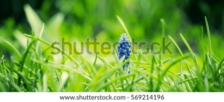 Green natural background with grass and blue flowers, banner, blurred image, selective focus