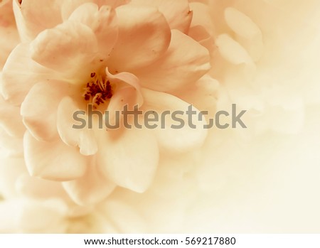 beautiful roses in soft color and blur style for background