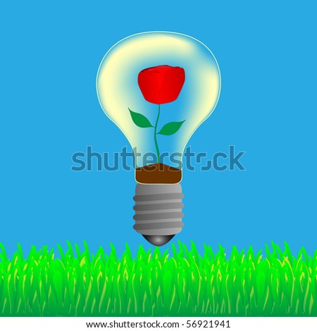 Red rose in the bulb