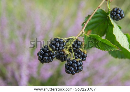 Tasty black blackberries.