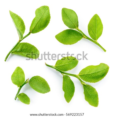 Blueberry leaves isolated on white background. Collection. Royalty-Free Stock Photo #569223157