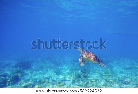 Sea turtle in sea waters. Wild turtle swims underwater in blue tropical sea.  Tortoise undersea photo. Sea turtle in natural environment. Snorkeling in tropic lagoon. Exotic island seashore animal