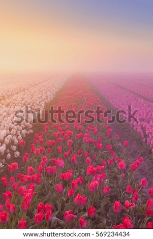 Colourful tulips in the Netherlands, photographed at sunrise on a beautiful foggy morning.