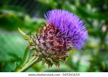 Thistle flower isolated Royalty-Free Stock Photo #569261614