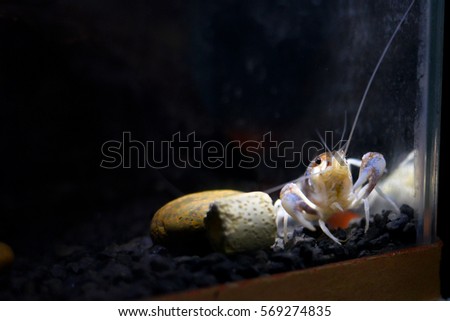 Crayfish in aquarium