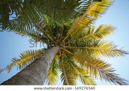 Coconut Palm Tree with sunburst